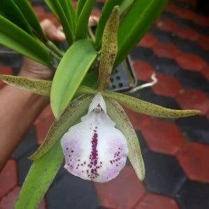 Cattleya Aclandiae X Little Star
