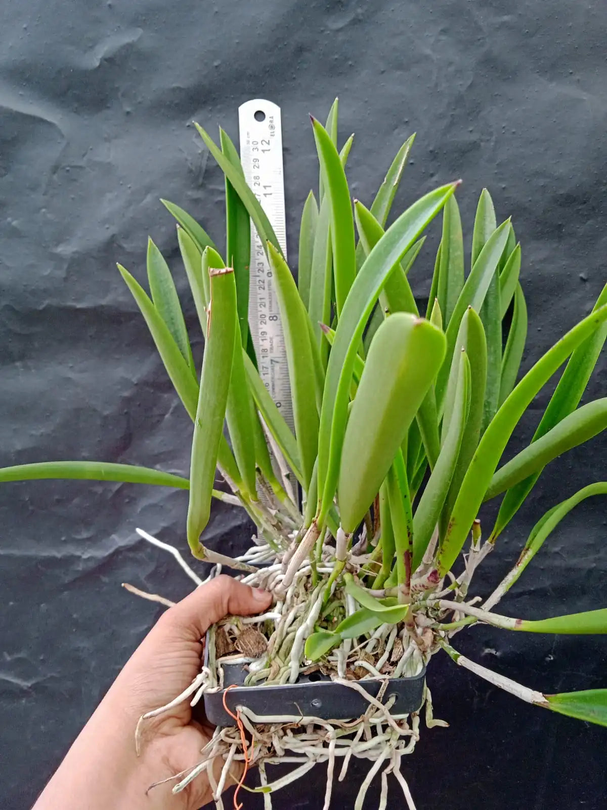 Cattleya Aclandiae X Little Star