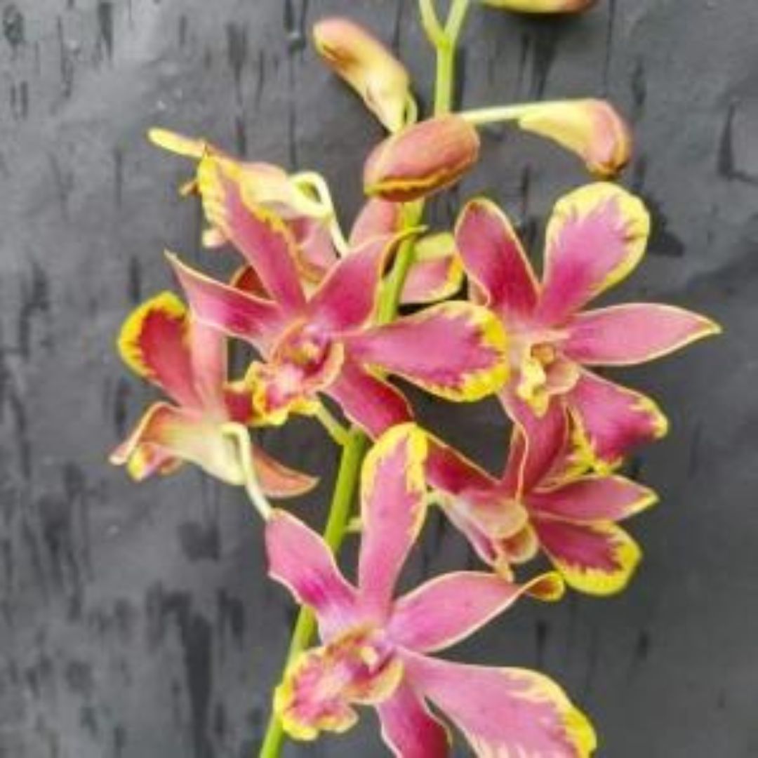 Orchid Seedlings