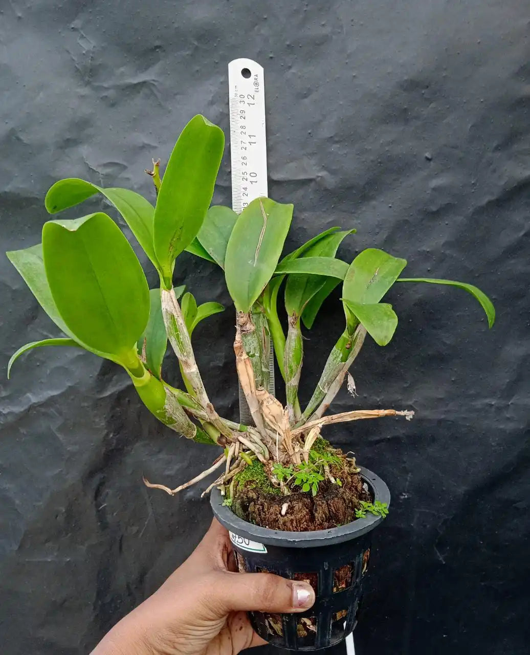 Epicatanthe Don Herman - Blooming Size