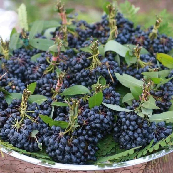 Rumdul Fruit Live Plant (Sphaerocoryne Affinis)