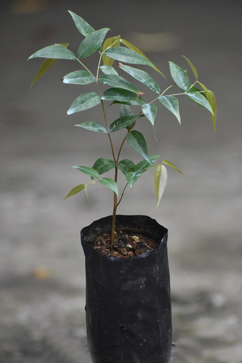 Giant Red Crystal Jaboticaba Live plant (Plinia Giant Red Crystal)