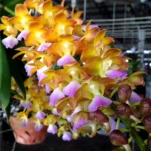 Rhynchoroids Bankok Star x Aerides Gold Hallutiana - Blooming Size