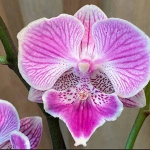 Phalaenopsis Hsin Rose Beach - Blooming Size