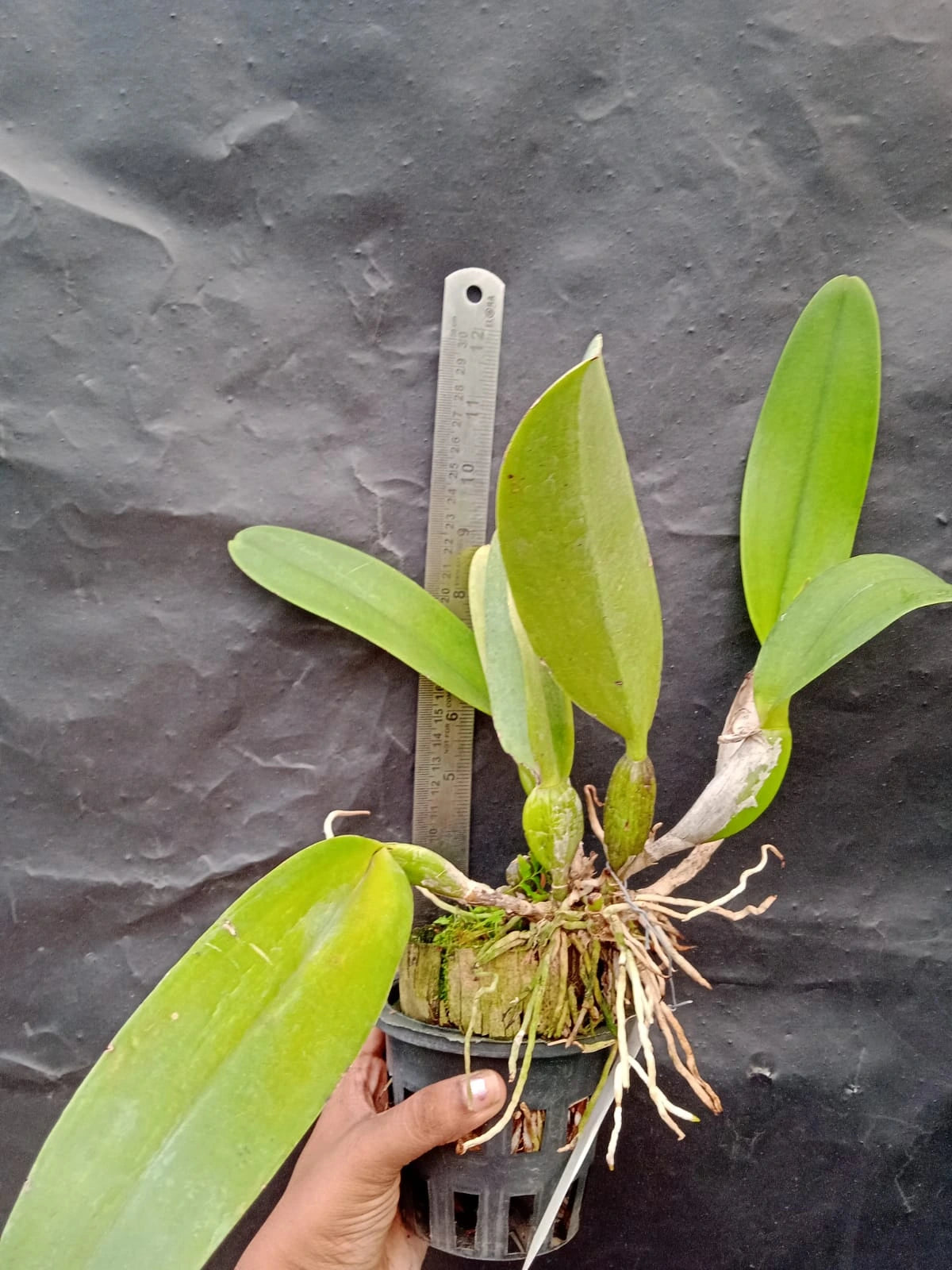 Cattleya Irene Dopkin - Blooming Size