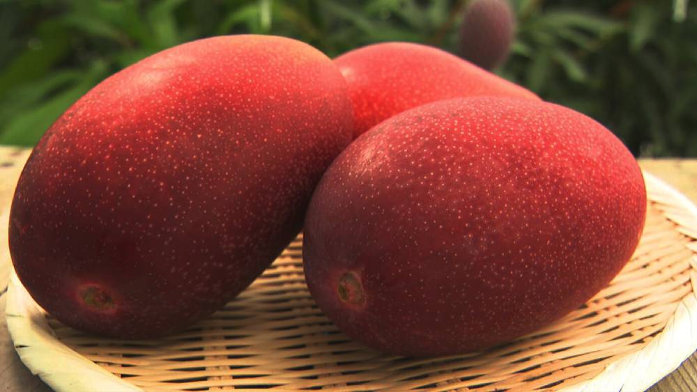 Japanese Miyazaki Mango Grafted Live Plant
