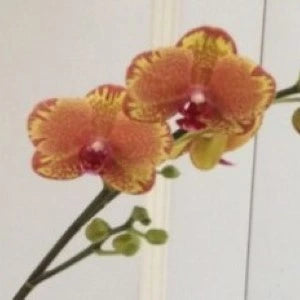 Phalaenopsis KVEG-16 - Blooming Size