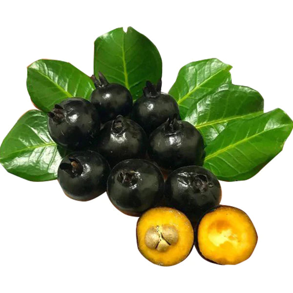 Grumixama Mirim Live Plant (Eugenia itaguahiensis)