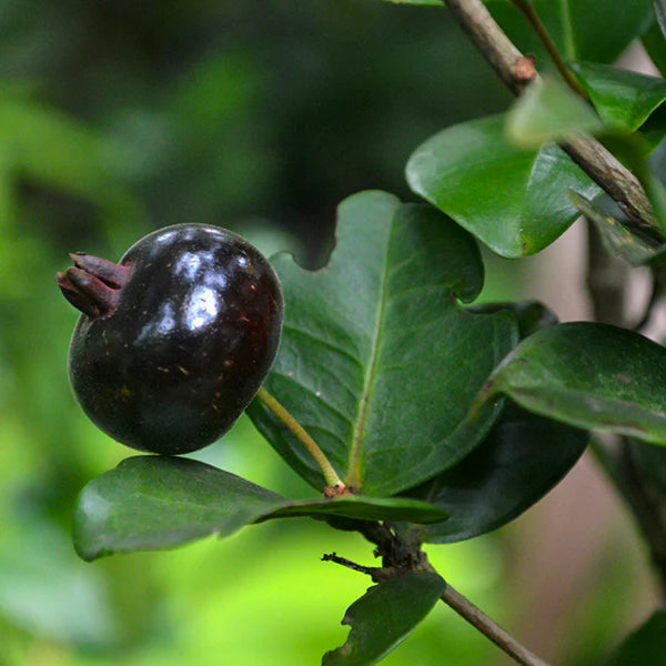 Grumixama Mirim Live Plant (Eugenia itaguahiensis)