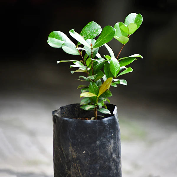 Grumixama Mirim Live Plant (Eugenia itaguahiensis)