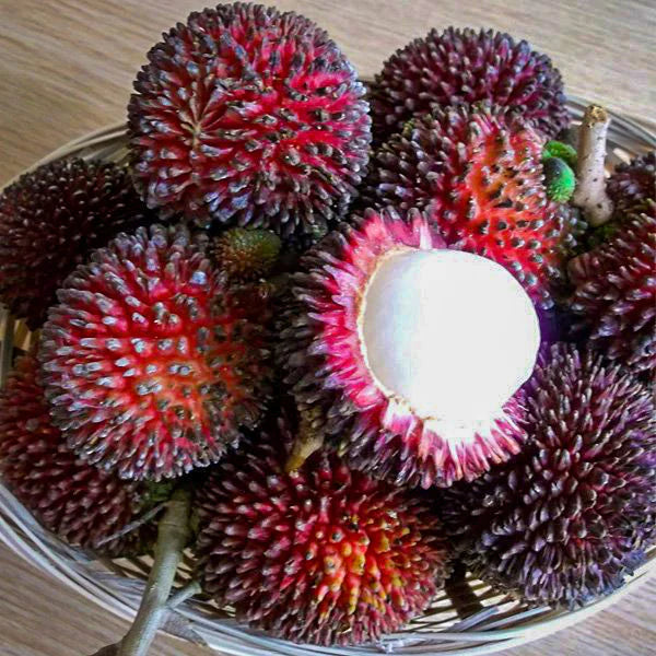 Pulasan Fruit Live Plant (Nephelium Mutabile)