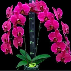 Phalaenopsis Lianher Koi - Blooming Size