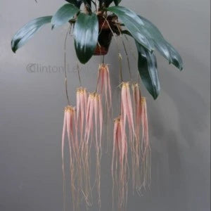 Bulbophyllum Longissimum - Blooming Size