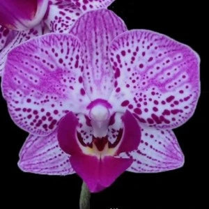 Phalaenopsis Magic Pearl x Ox Happy Girl - Blooming Size