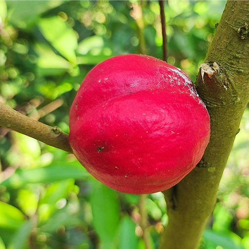 Mahkota Dewa Live Plant (Phaleria Macrocarpa)