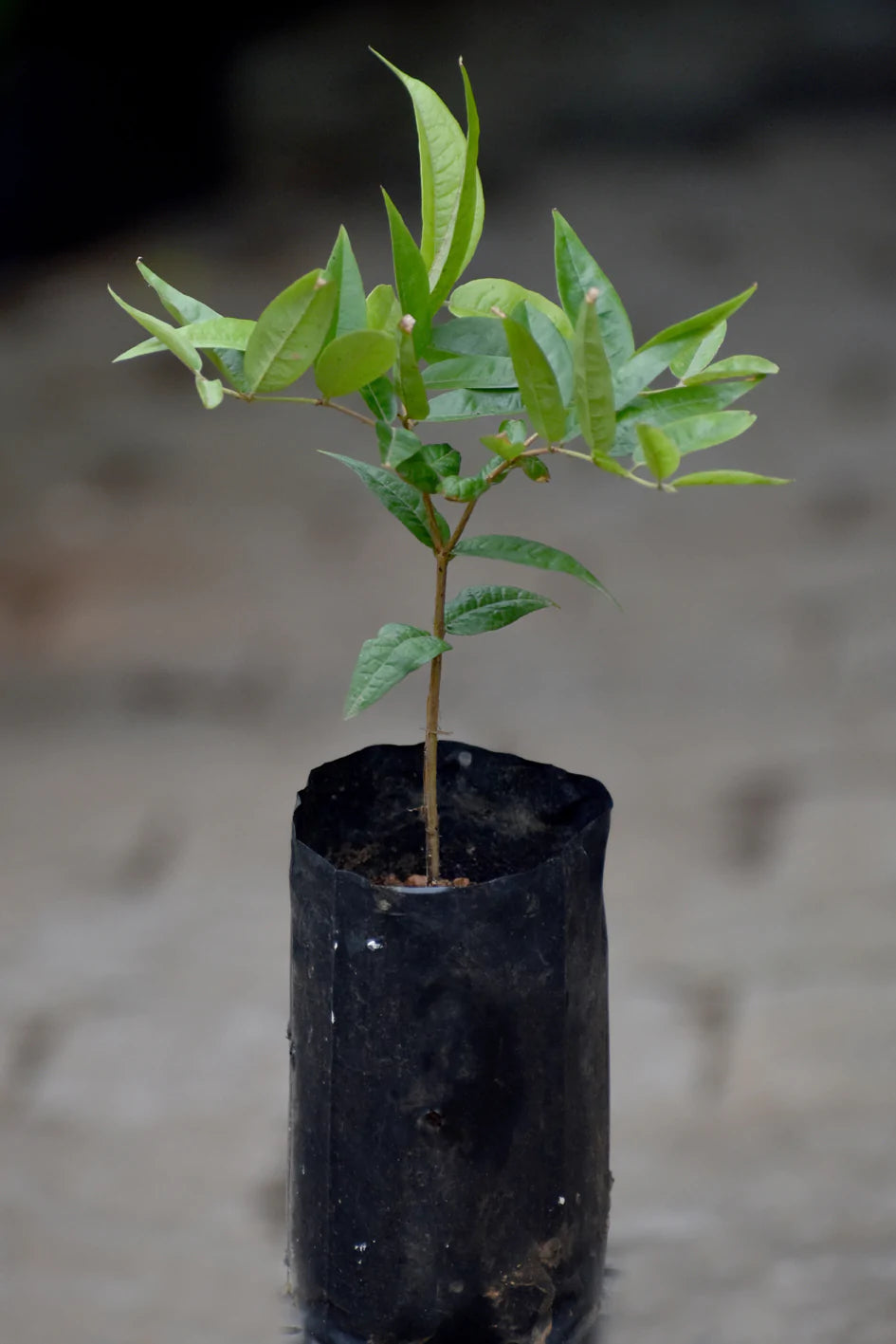 ESALQ Red Jaboticaba Live Plant (Plinia Phitrantha Esalq)