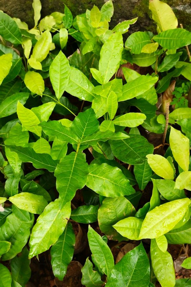 Purple Wreath, Sandpaper Vine Layered Live Plant