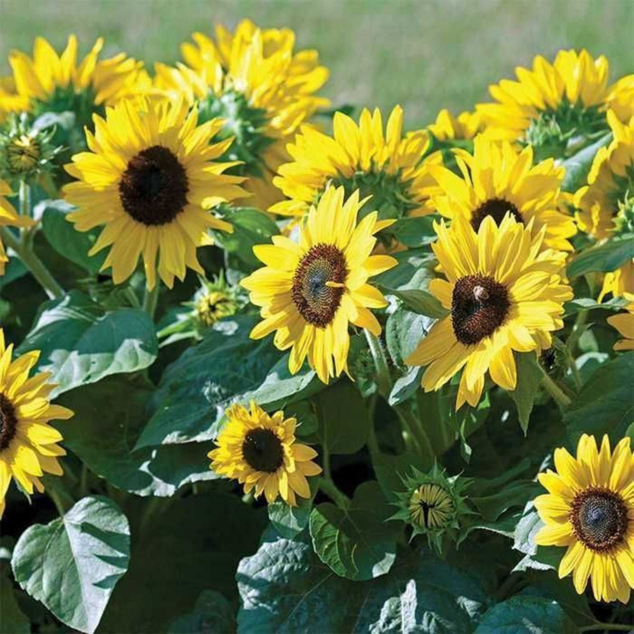 Sunflower Miniature Seeds - Hybrid