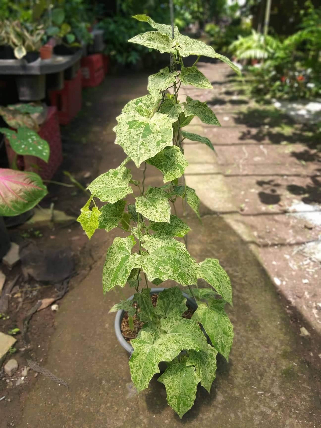 Variegated Thunbergia Grandiflora Vine Live Plant