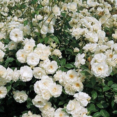 White Creeper/ Climbing Rose Live Plant