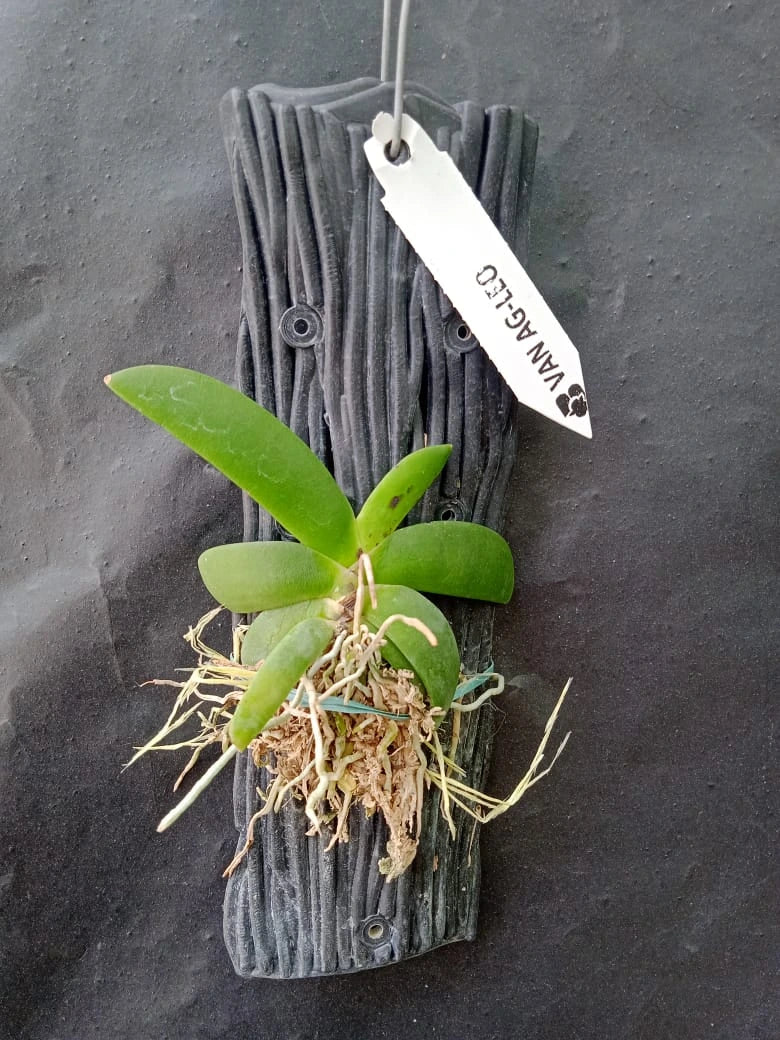 Vandachostylis Angraecum Leonis