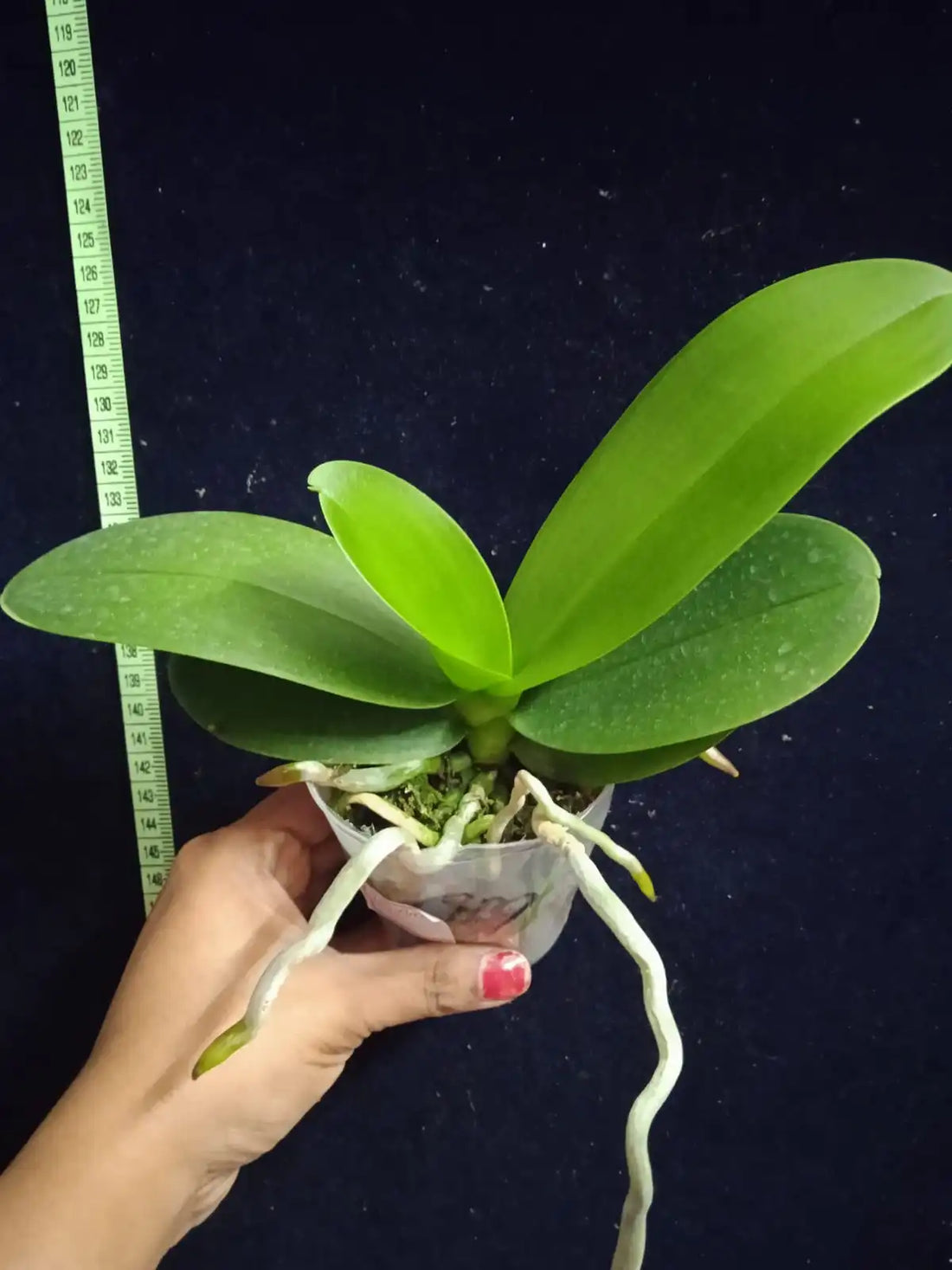 Phalaenopsis Amabilis - Blooming Size