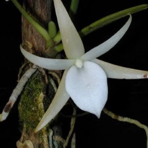 Vandachostylis Angraecum Leonis