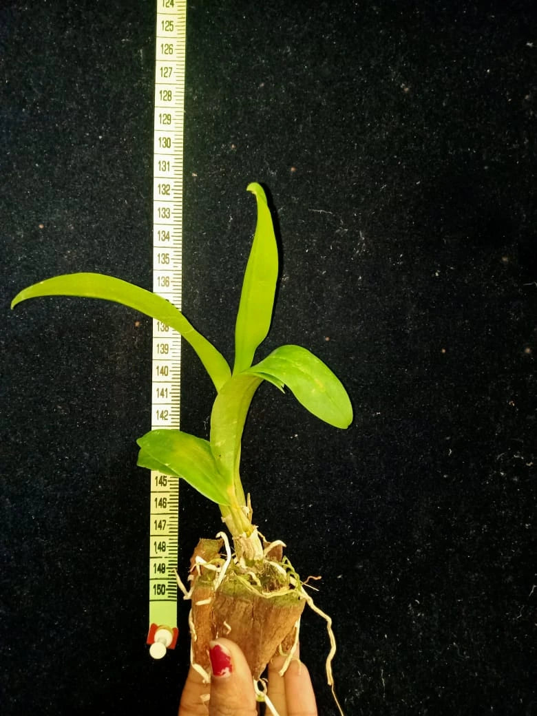 Dendrobium Aridang Pink (Seedling)
