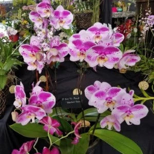 Phalaenopsis Ben Yu Panda - Blooming Size