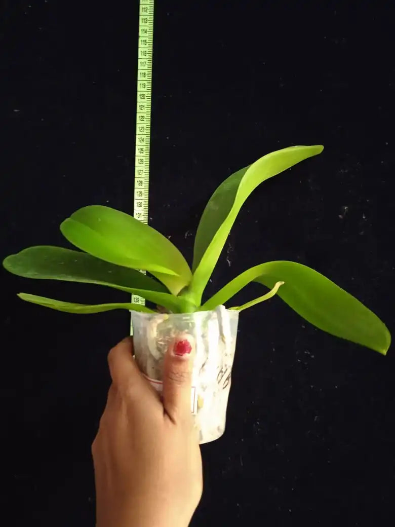Phalaenopsis Ben Yu Panda - Blooming Size