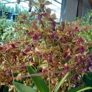 Dendrobium Dolly Twist - Blooming Size