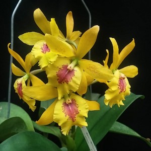 Epicatanthe Don Herman - Blooming Size