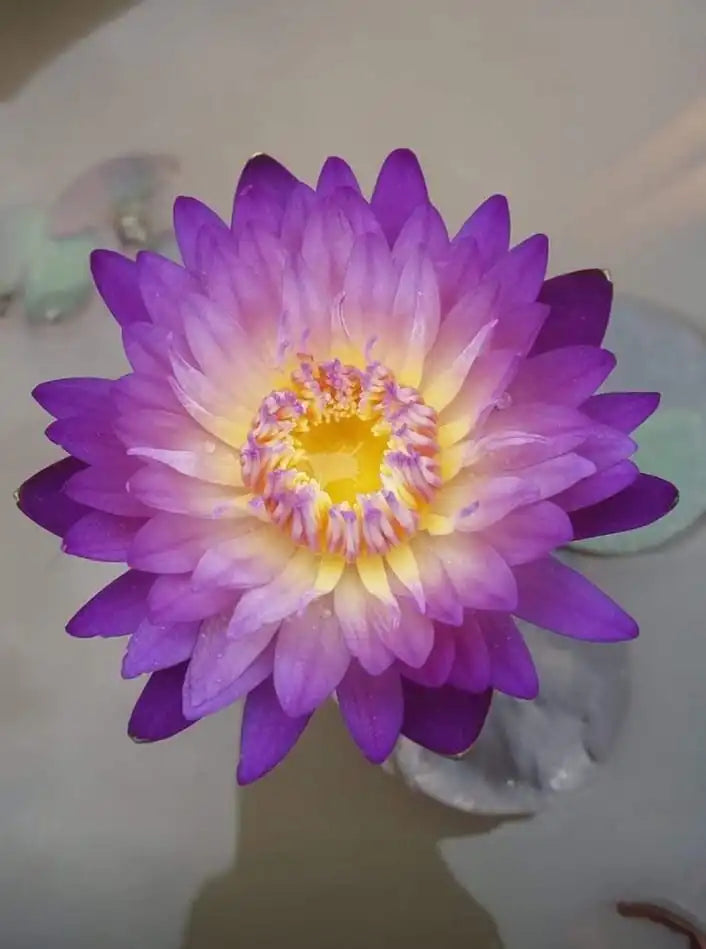 Nymphaea Nimitmai