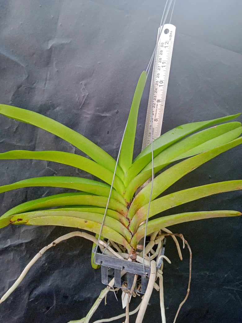 Rhynchoroids Bankok Star x Aerides Gold Hallutiana - Blooming Size
