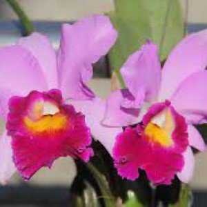 Cattleya Irene Dopkin - Blooming Size