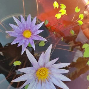 Nymphaea Islamorada