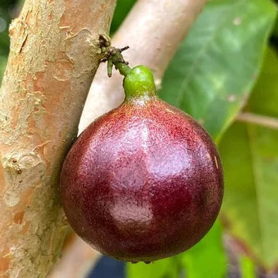 ESALQ Red Jaboticaba Live Plant (Plinia Phitrantha Esalq)