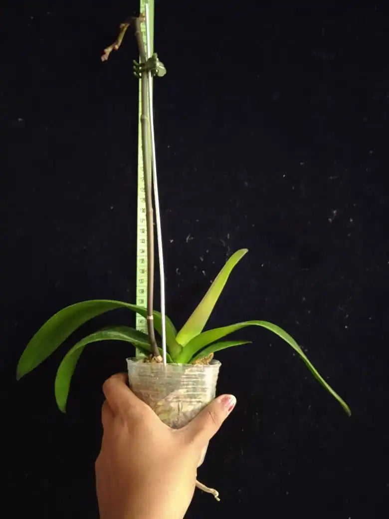 Phalaenopsis Joy Angel - Blooming Size