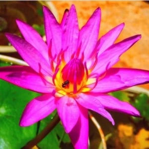 Nympaea JuleangSab (Tropical Water Lilly)