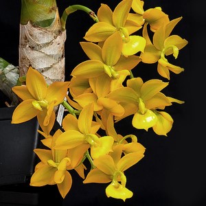 Catasetum Jumbo Puff - Blooming Size