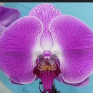 Phalaenopsis kv Panda - Blooming Size