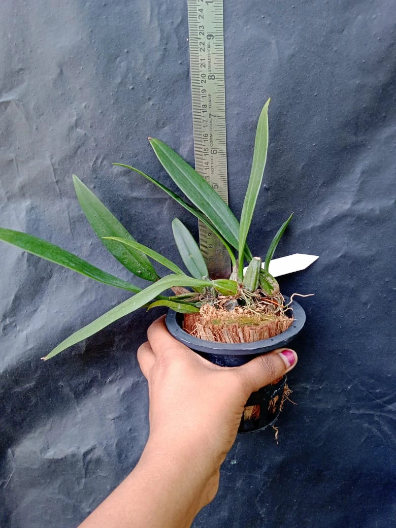 Bulbophyllum Longissimum - Blooming Size
