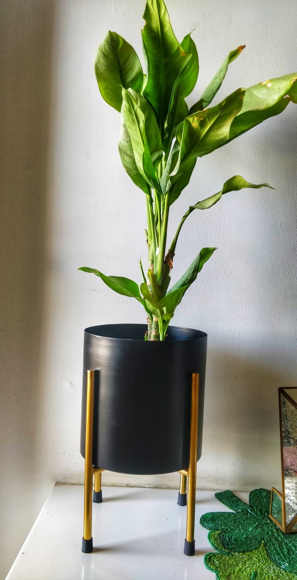Metal Planter - Black with Golden Colour Stand
