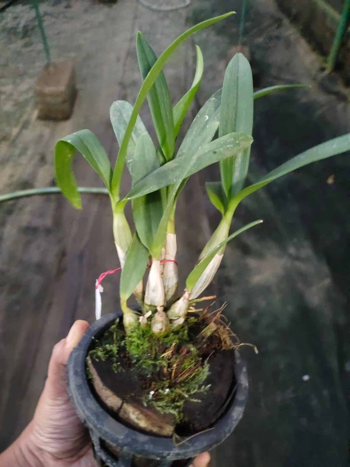 Dendrobium Mini Pink 3 Lip - Blooming Size