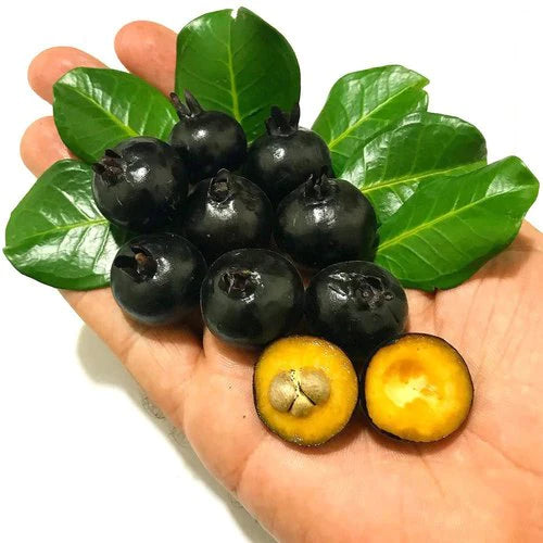Grumixama Mirim Live Plant (Eugenia itaguahiensis)