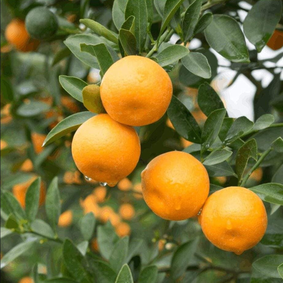 http://seed2plant.in/cdn/shop/products/nagpur-oranges-377102180-bwhfm.jpg?v=1679920534