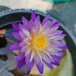 Nymphaea Nimitmai