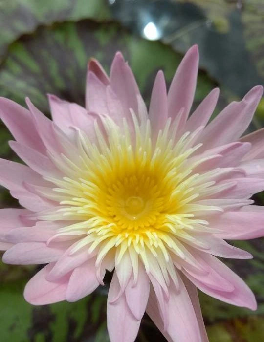 Nymphaea Ostara(Tropical Water Lily)