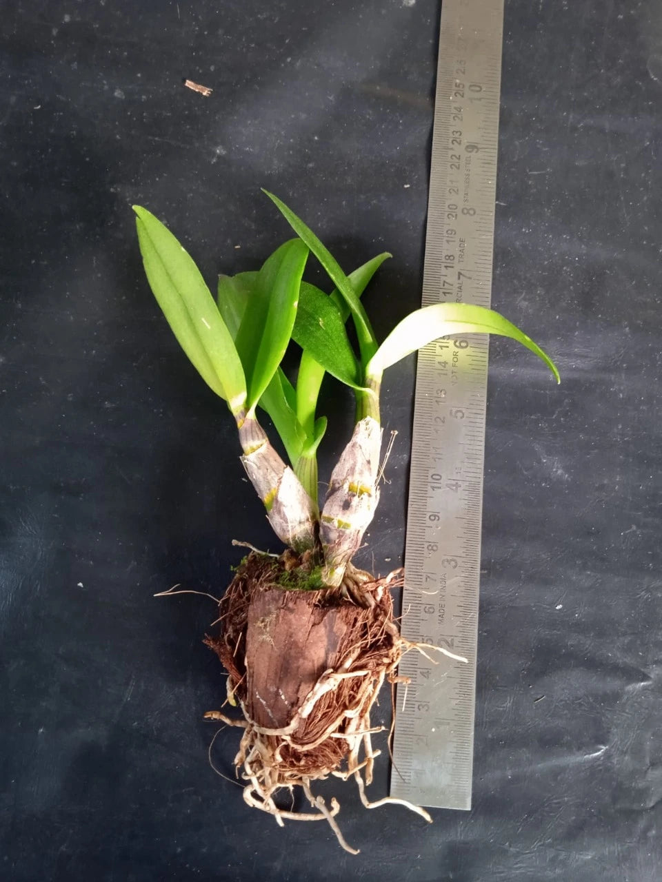 Dendrobium Burana Paragon(Seedling)