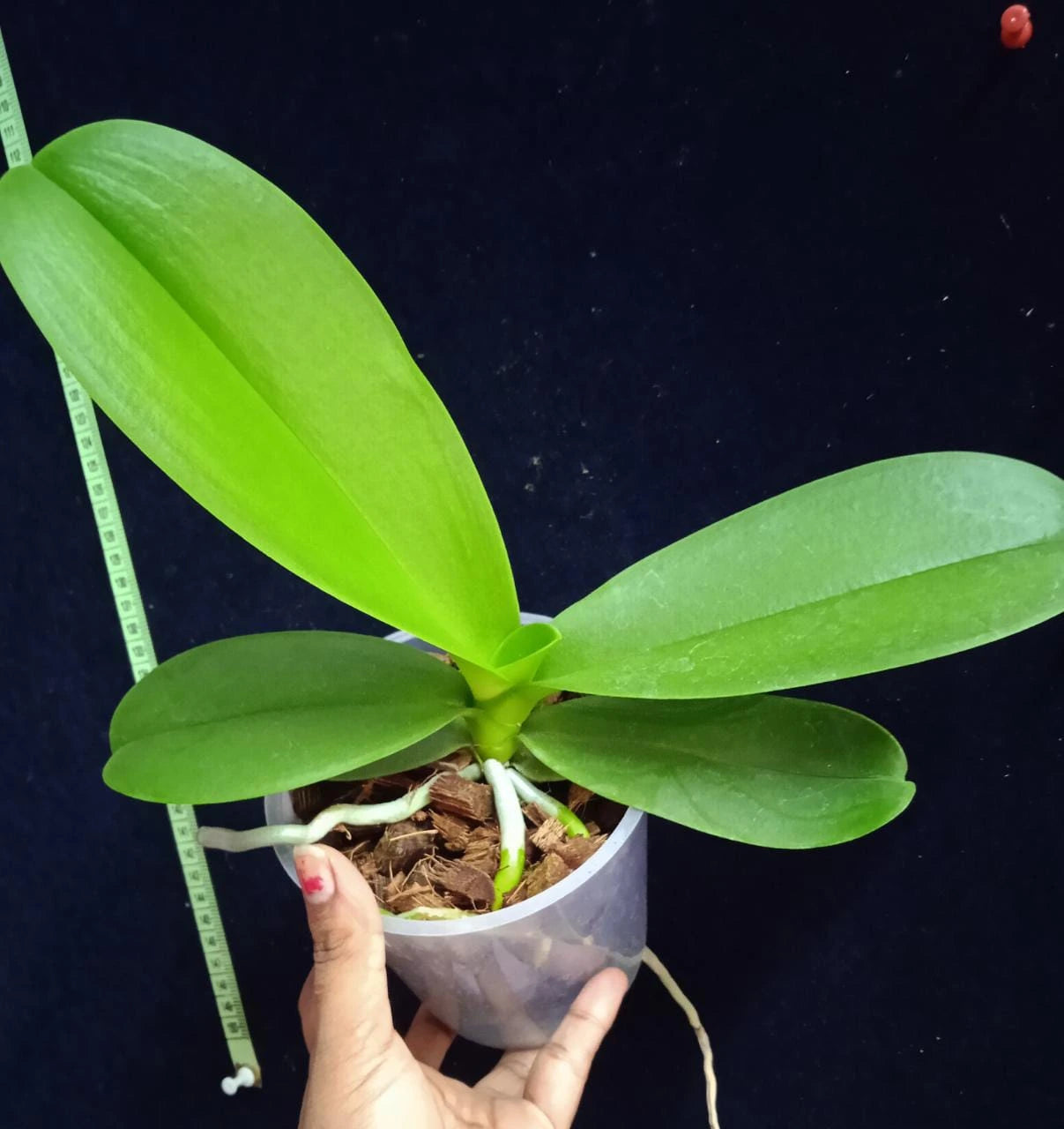 Phalaenopsis Showbiz Blues - Blooming Size